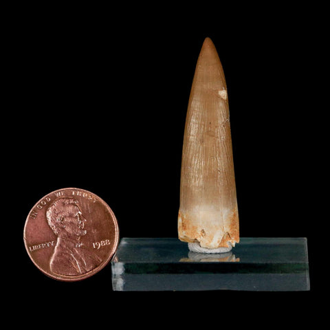 1.7" Plesiosaur Zarafasaura Tooth Fossil Cretaceous Dinosaur Era COA, Stand - Fossil Age Minerals