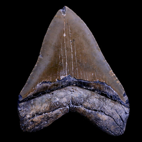 XXL 4.4" Quality Megalodon Shark Tooth Serrated Fossil Natural Miocene Age COA - Fossil Age Minerals