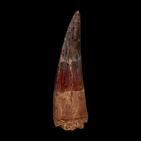XL 3.6" Spinosaurus Fossil Tooth 100 Million Years Old Cretaceous Dinosaur COA - Fossil Age Minerals