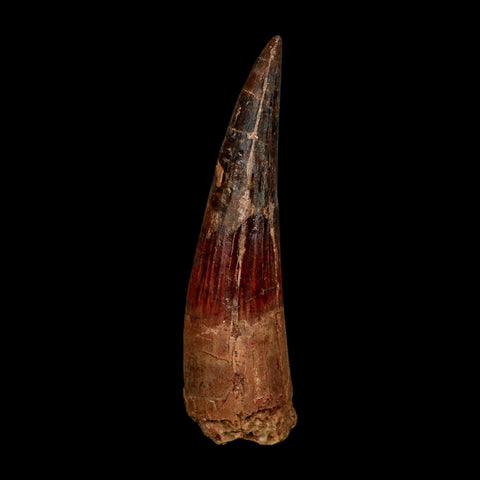 XL 3.6" Spinosaurus Fossil Tooth 100 Million Years Old Cretaceous Dinosaur COA - Fossil Age Minerals