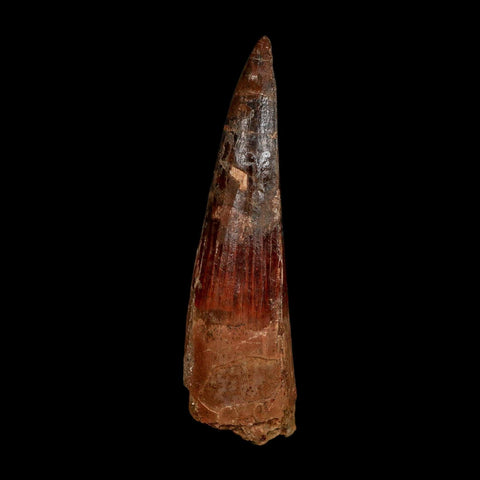 XL 3.6" Spinosaurus Fossil Tooth 100 Million Years Old Cretaceous Dinosaur COA - Fossil Age Minerals