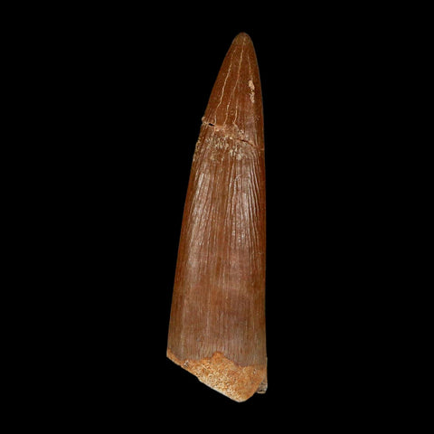 1.6" Plesiosaur Zarafasaura Tooth Fossil Cretaceous Dinosaur Era COA, Stand - Fossil Age Minerals