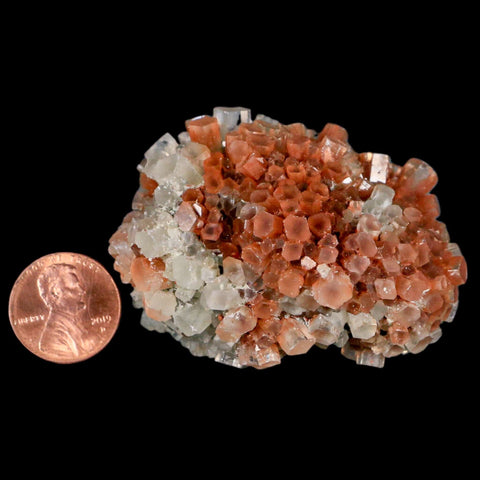 2.3" Aragonite Mineral Two Tone Crystal Cluster Specimen Tazouta Morocco - Fossil Age Minerals