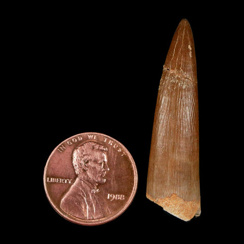1.6" Plesiosaur Zarafasaura Tooth Fossil Cretaceous Dinosaur Era COA, Stand - Fossil Age Minerals