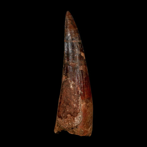 XL 3.6" Spinosaurus Fossil Tooth 100 Million Years Old Cretaceous Dinosaur COA - Fossil Age Minerals