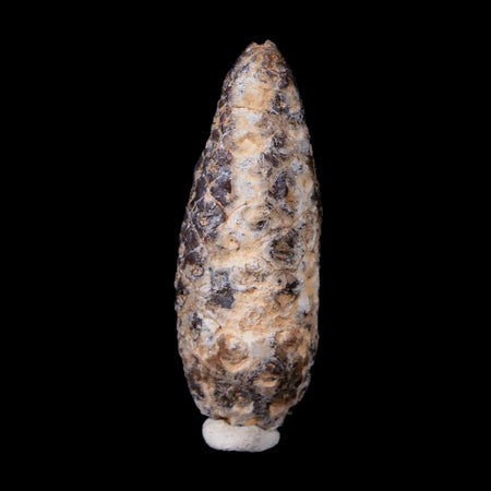 1.8" Fossil Pine Cone Equicalastrobus Replaced By Agate Eocene Age Seeds Fruit