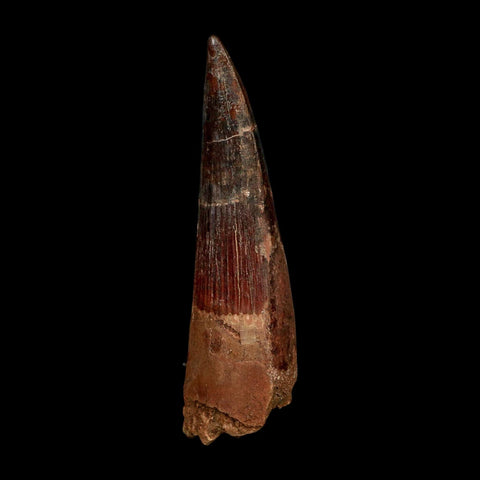 XL 3.6" Spinosaurus Fossil Tooth 100 Million Years Old Cretaceous Dinosaur COA - Fossil Age Minerals