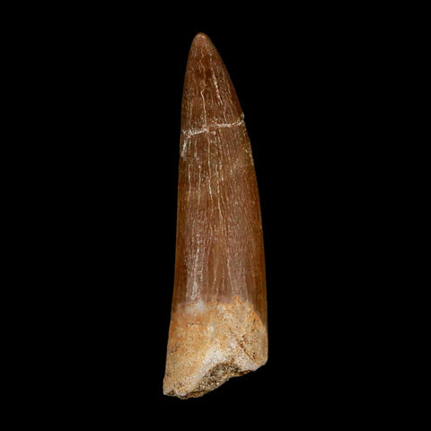 1.6" Plesiosaur Zarafasaura Tooth Fossil Cretaceous Dinosaur Era COA, Stand - Fossil Age Minerals