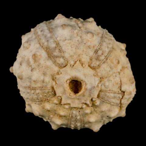 35MM Detailed Fossil Goniopygus Sp Sea Urchin Echinoid Cretaceous Morocco - Fossil Age Minerals