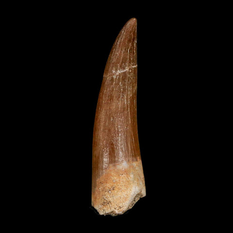 1.6" Plesiosaur Zarafasaura Tooth Fossil Cretaceous Dinosaur Era COA, Stand - Fossil Age Minerals
