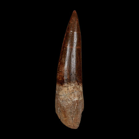 XXL 4.5" Spinosaurus Fossil Tooth 100 Million Years Old Cretaceous Dinosaur COA
