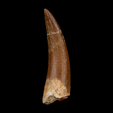 1.6" Plesiosaur Zarafasaura Tooth Fossil Cretaceous Dinosaur Era COA, Stand - Fossil Age Minerals