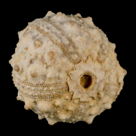 35MM Detailed Fossil Goniopygus Sp Sea Urchin Echinoid Cretaceous Morocco