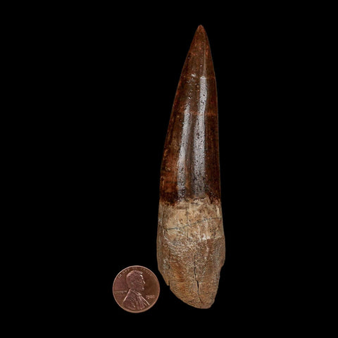 XXL 4.5" Spinosaurus Fossil Tooth 100 Million Years Old Cretaceous Dinosaur COA