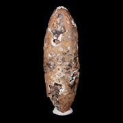 1.9" Fossil Pine Cone Equicalastrobus Replaced By Agate Eocene Age Seeds Fruit
