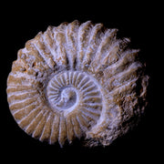 4" Acanthoceras Ammonite Fossil Agadir Morocco 360 Million Year Old COA