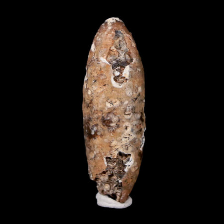 1.9" Fossil Pine Cone Equicalastrobus Replaced By Agate Eocene Age Seeds Fruit