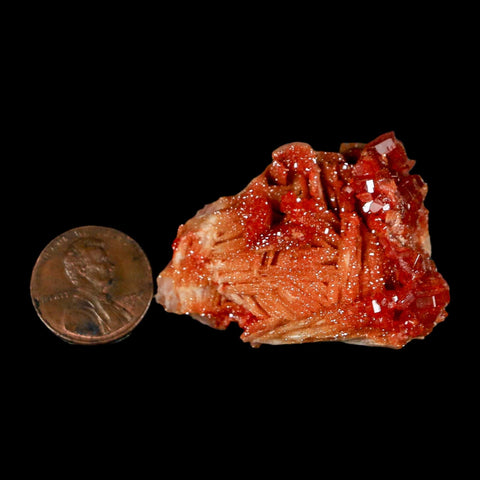 1.7" Sparkly Red Vanadinite Crystals on Orange Barite Blades Mineral Mabladen Morocco - Fossil Age Minerals