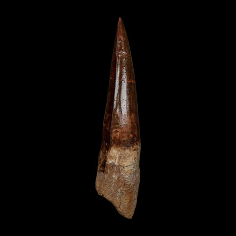 XXL 4.5" Spinosaurus Fossil Tooth 100 Million Years Old Cretaceous Dinosaur COA