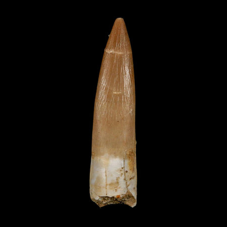1.7" Plesiosaur Zarafasaura Tooth Fossil Cretaceous Dinosaur Era COA, Stand