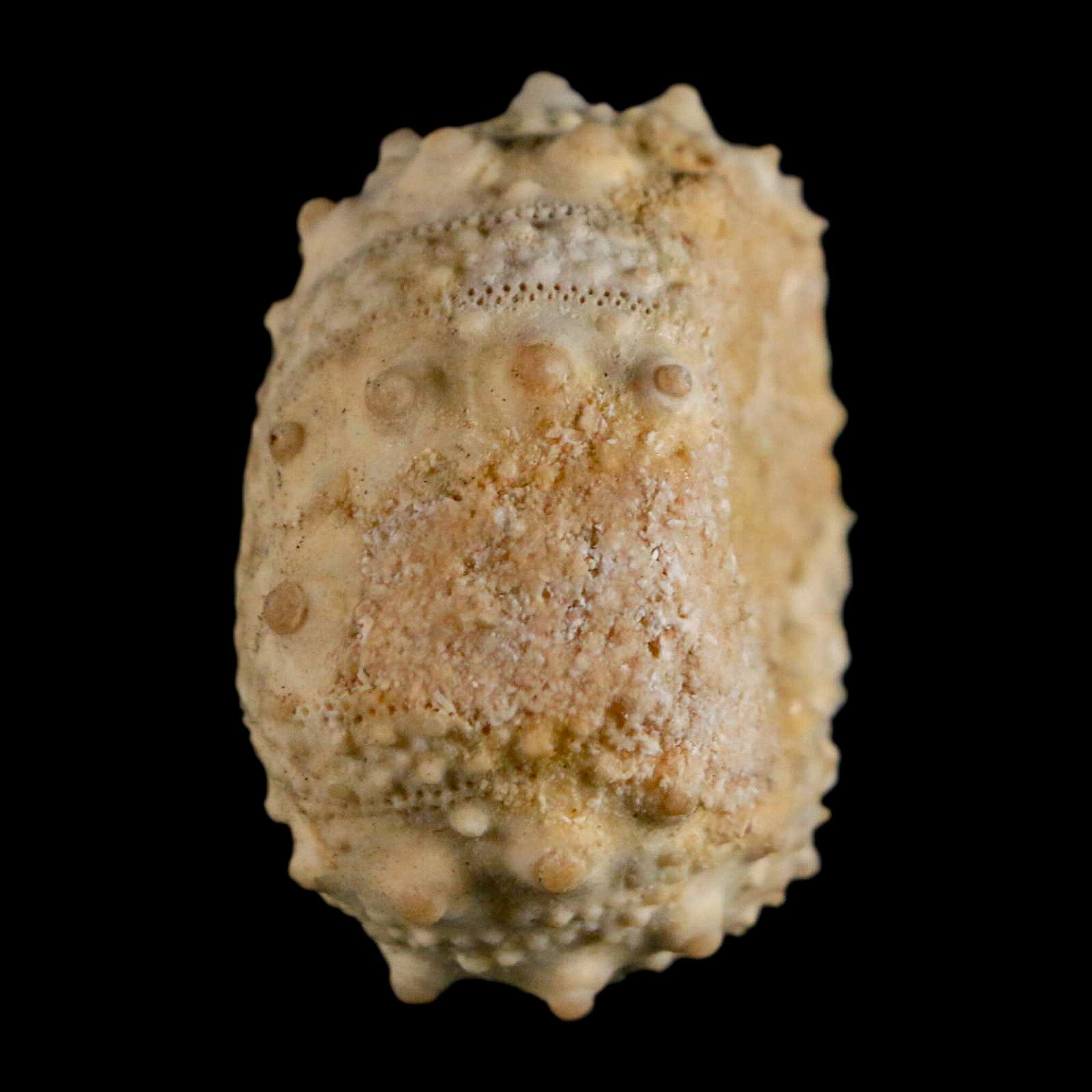 35MM Detailed Fossil Goniopygus Sp Sea Urchin Echinoid Cretaceous Morocco - Fossil Age Minerals