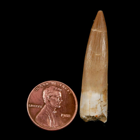 1.7" Plesiosaur Zarafasaura Tooth Fossil Cretaceous Dinosaur Era COA, Stand - Fossil Age Minerals