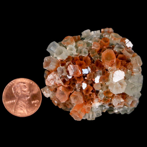 1.8" Aragonite Mineral Two Tone Crystal Cluster Specimen Tazouta Morocco - Fossil Age Minerals