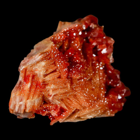 1.7" Sparkly Red Vanadinite Crystals on Orange Barite Blades Mineral Mabladen Morocco - Fossil Age Minerals