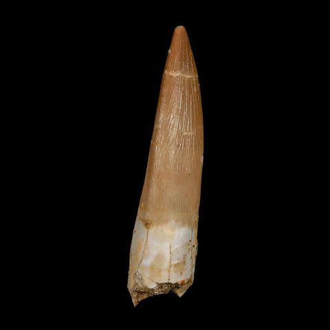 1.7" Plesiosaur Zarafasaura Tooth Fossil Cretaceous Dinosaur Era COA, Stand - Fossil Age Minerals
