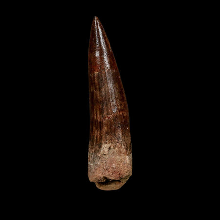 XXL 4.5" Spinosaurus Fossil Tooth 100 Million Years Old Cretaceous Dinosaur COA