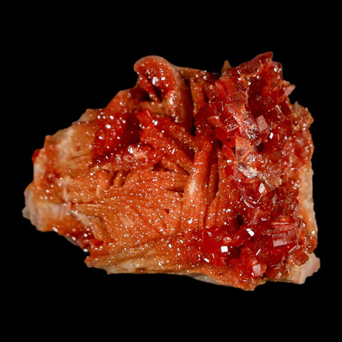 1.7" Sparkly Red Vanadinite Crystals on Orange Barite Blades Mineral Mabladen Morocco - Fossil Age Minerals