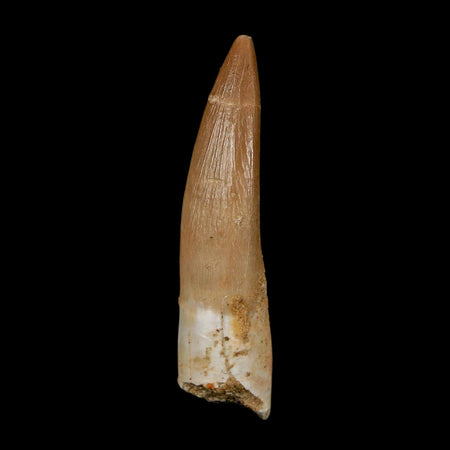 1.7" Plesiosaur Zarafasaura Tooth Fossil Cretaceous Dinosaur Era COA, Stand