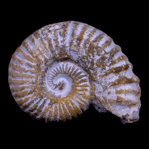 3.2" Acanthoceras Ammonite Fossil Agadir Morocco 360 Million Year Old COA - Fossil Age Minerals