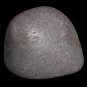 Gastrolites - Gastrolith Stomach Stones For Sale - Fossil Age Minerals