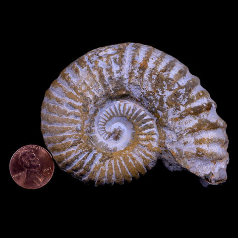 3.2" Acanthoceras Ammonite Fossil Agadir Morocco 360 Million Year Old COA - Fossil Age Minerals