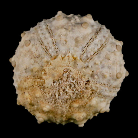 32MM Detailed Fossil Goniopygus Sp Sea Urchin Echinoid Cretaceous Morocco - Fossil Age Minerals