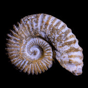 3.2" Acanthoceras Ammonite Fossil Agadir Morocco 360 Million Year Old COA