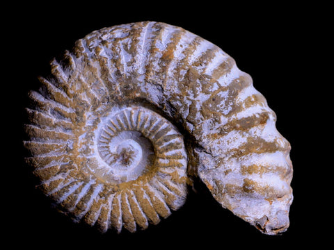 3.2" Acanthoceras Ammonite Fossil Agadir Morocco 360 Million Year Old COA - Fossil Age Minerals