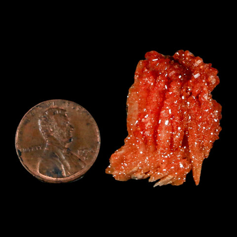 1.2" Sparkly Red Vanadinite Crystals on Orange Barite Blades Mineral Mabladen Morocco - Fossil Age Minerals