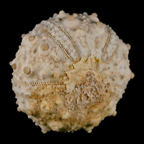 32MM Detailed Fossil Goniopygus Sp Sea Urchin Echinoid Cretaceous Morocco - Fossil Age Minerals