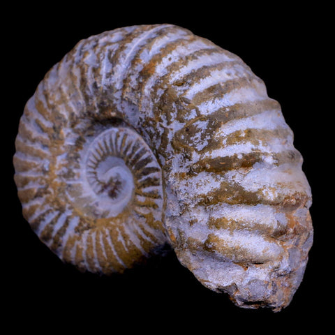 3.2" Acanthoceras Ammonite Fossil Agadir Morocco 360 Million Year Old COA - Fossil Age Minerals