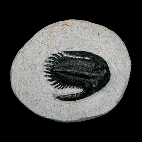 1.7" Metacanthina Issoumourensis Trilobite Fossil Devonian Age 400 Mil Yrs Old COA - Fossil Age Minerals