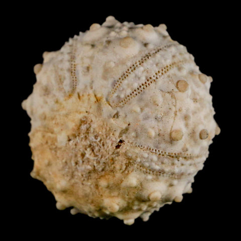 32MM Detailed Fossil Goniopygus Sp Sea Urchin Echinoid Cretaceous Morocco - Fossil Age Minerals