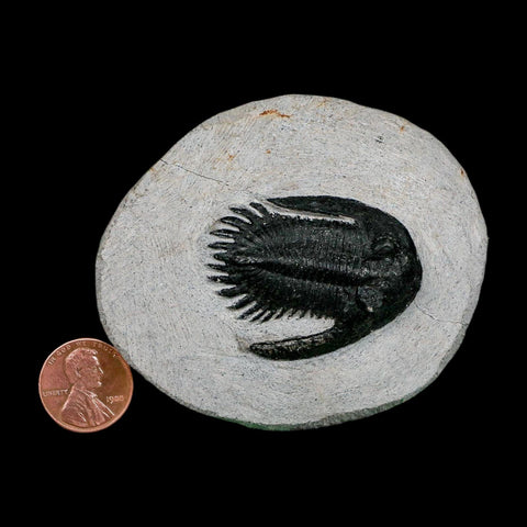 1.7" Metacanthina Issoumourensis Trilobite Fossil Devonian Age 400 Mil Yrs Old COA - Fossil Age Minerals