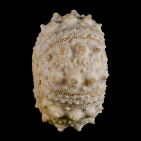 32MM Detailed Fossil Goniopygus Sp Sea Urchin Echinoid Cretaceous Morocco - Fossil Age Minerals
