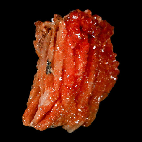 1.2" Sparkly Red Vanadinite Crystals on Orange Barite Blades Mineral Mabladen Morocco - Fossil Age Minerals