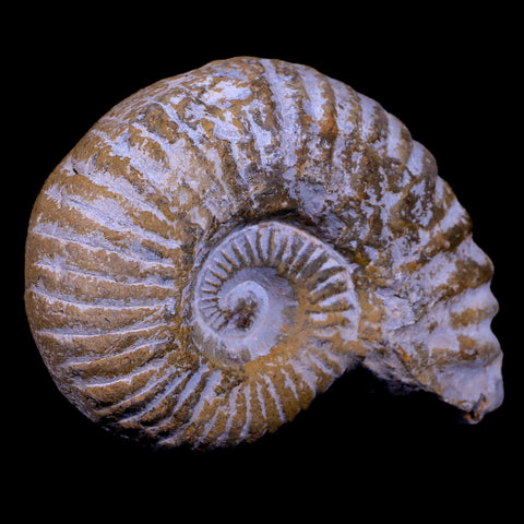 3.2" Acanthoceras Ammonite Fossil Agadir Morocco 360 Million Year Old COA - Fossil Age Minerals