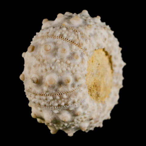 32MM Detailed Fossil Goniopygus Sp Sea Urchin Echinoid Cretaceous Morocco - Fossil Age Minerals