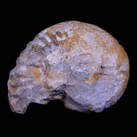 3.2" Acanthoceras Ammonite Fossil Agadir Morocco 360 Million Year Old COA - Fossil Age Minerals