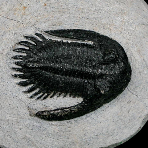 1.7" Metacanthina Issoumourensis Trilobite Fossil Devonian Age 400 Mil Yrs Old COA - Fossil Age Minerals
